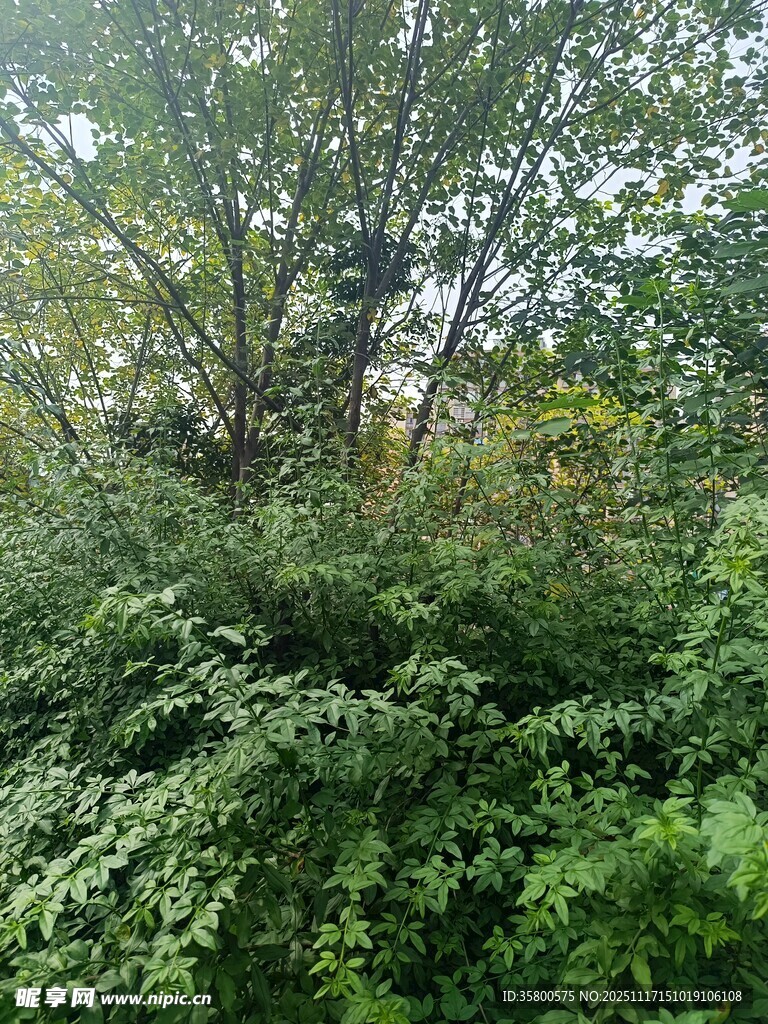 茂密绿植中的繁茂树林