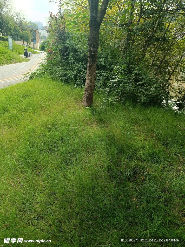 绿意盎然的户外小径