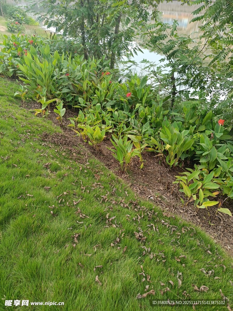 绿意盎然的草地与植物景观