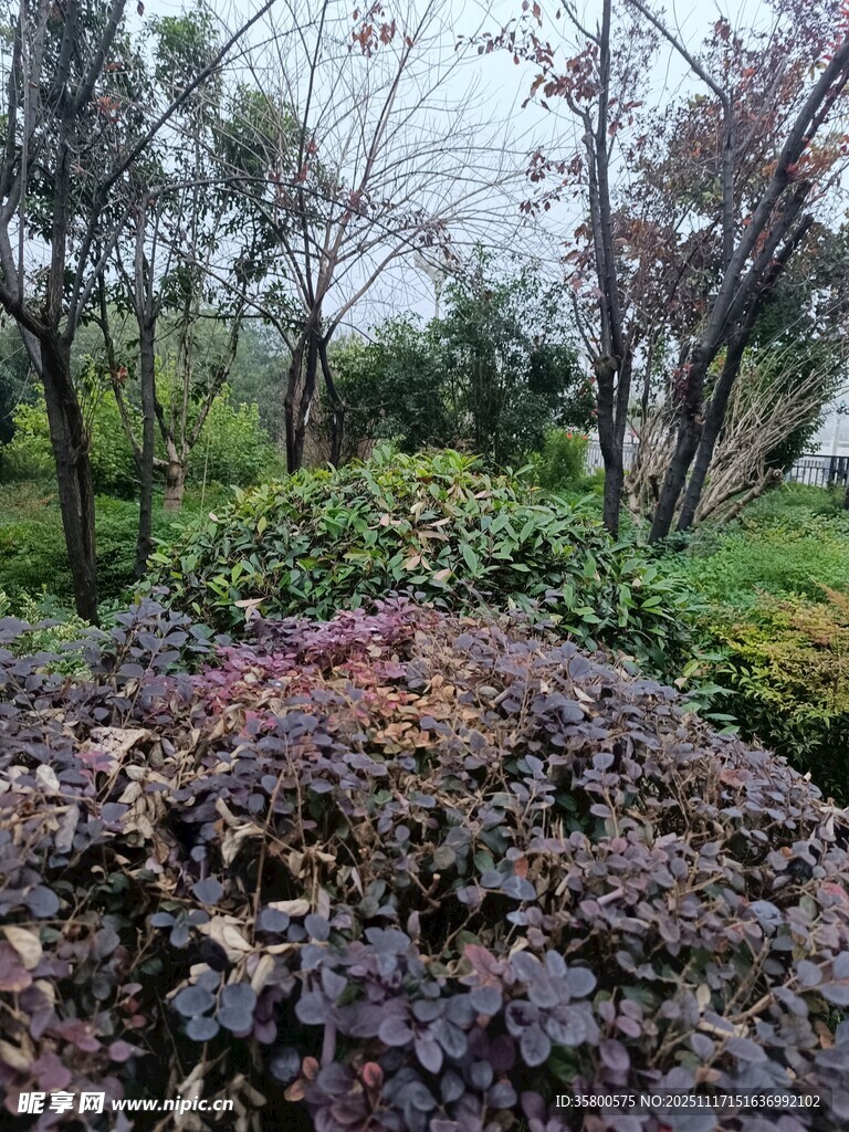 林间多彩植物景观