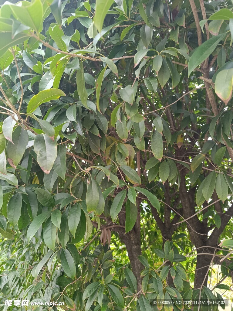 繁茂绿叶的树木景象