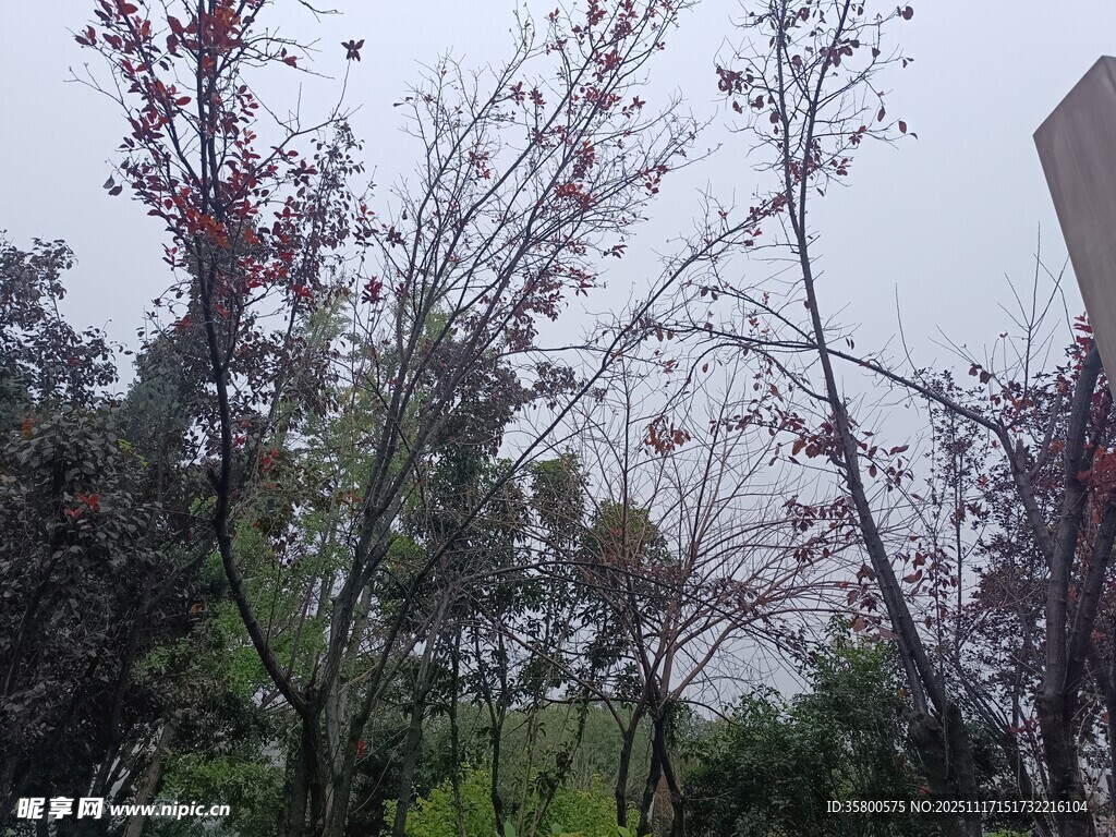 城市中的多彩树木景观