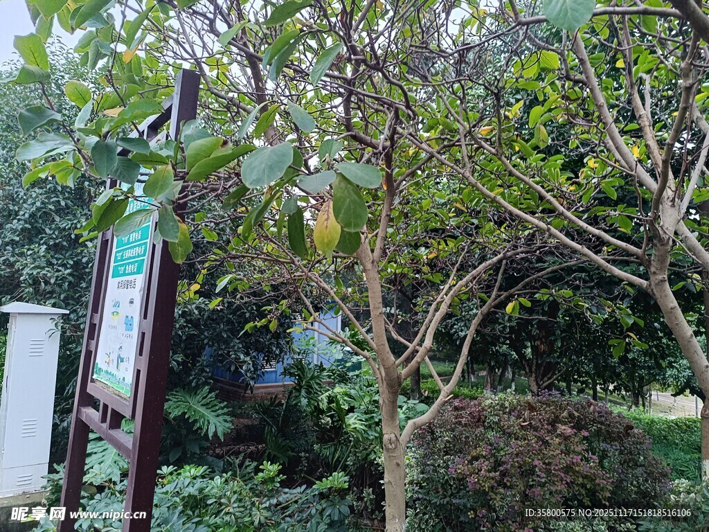 户外繁茂树木与绿植景观