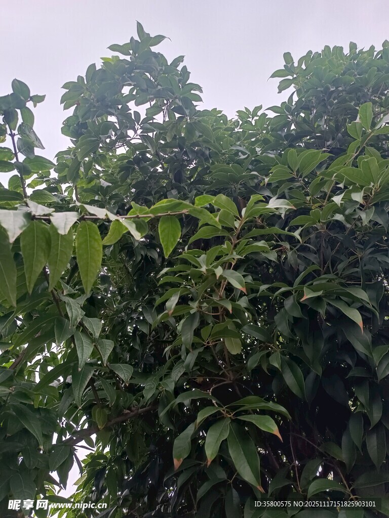 繁茂绿叶的树木景象