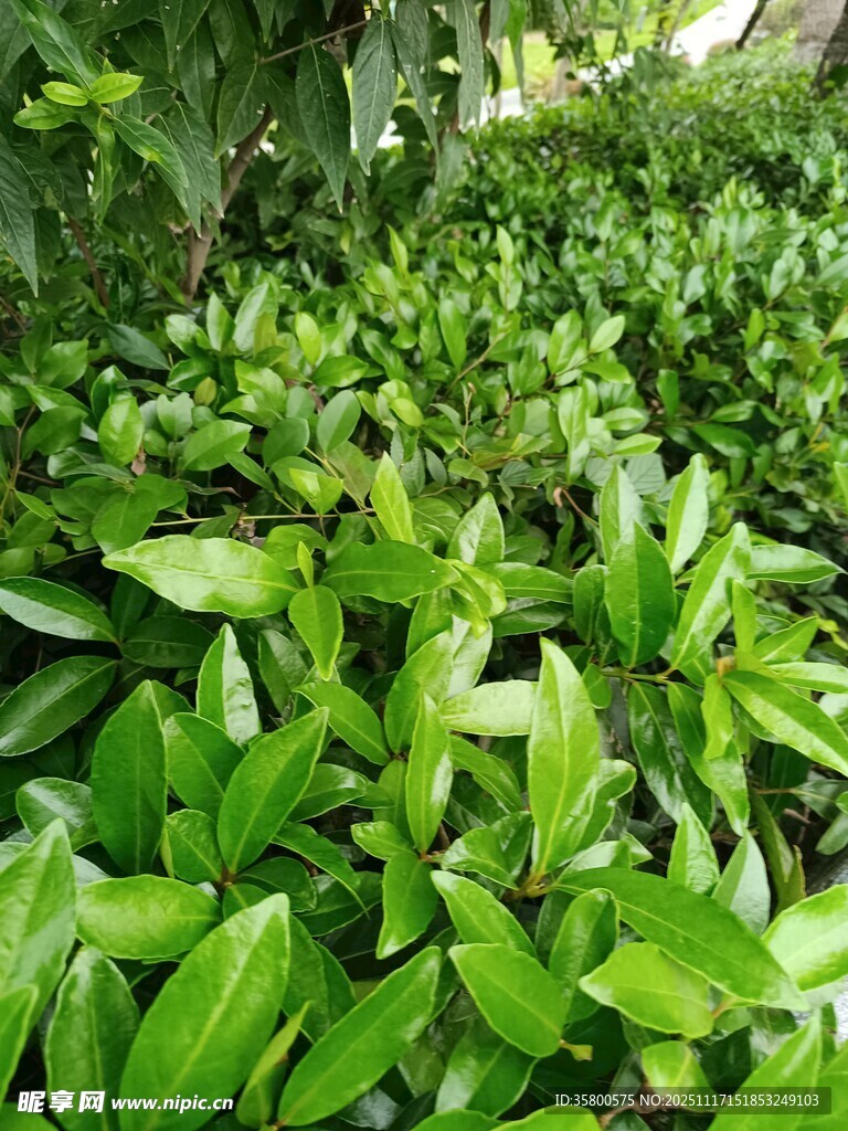 翠绿繁茂的绿植景观