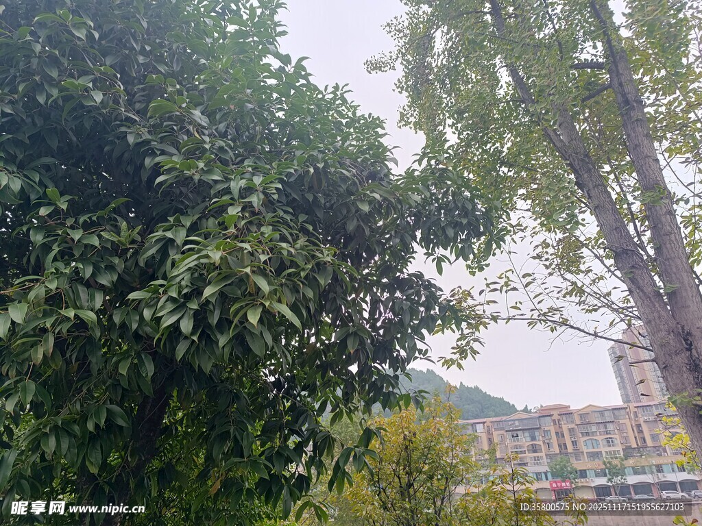 绿意盎然的户外树木景观