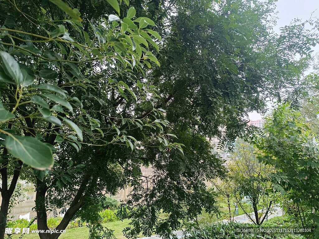 绿意盎然的户外树林景象