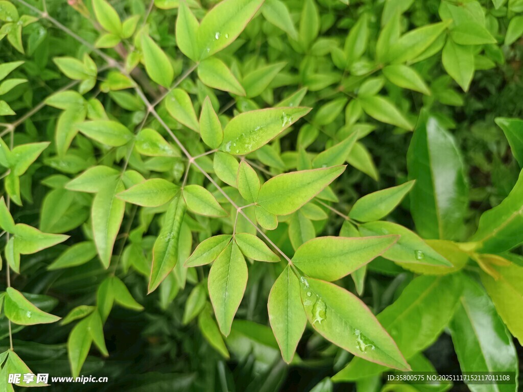 翠绿鲜嫩的植物枝叶