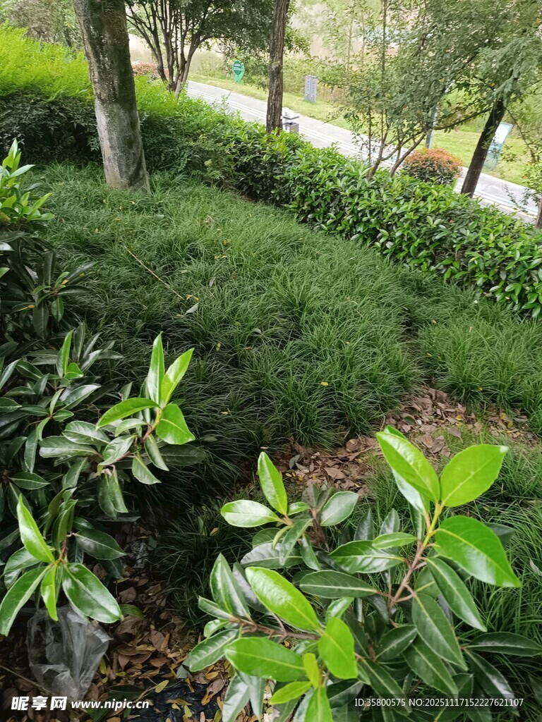 绿意盎然的园林植物景观