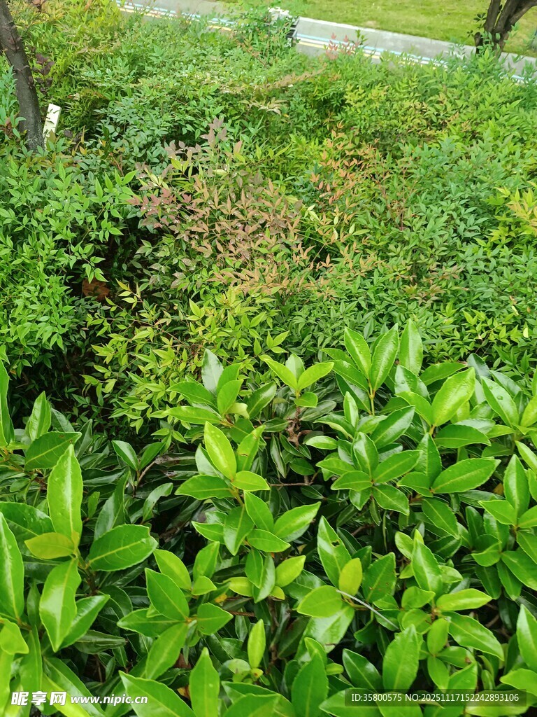 绿意盎然的繁茂植物景观