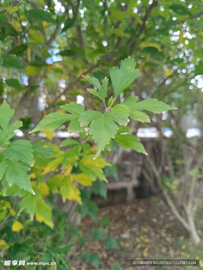 绿叶繁茂的树枝景象
