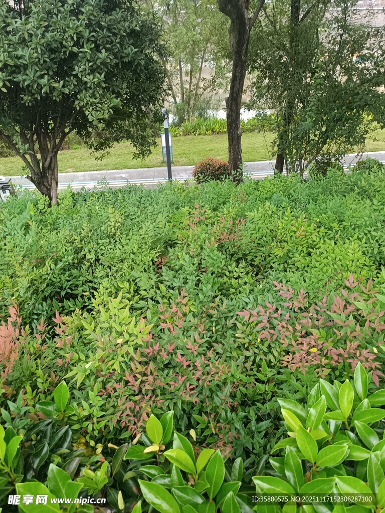 绿意盎然的户外植物景观