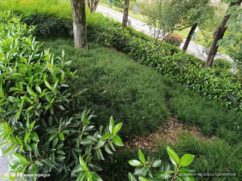 绿意盎然的园林植物景观