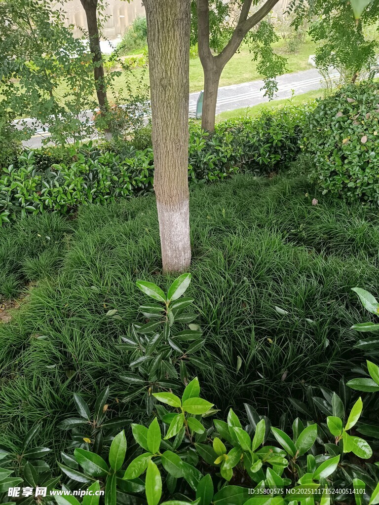 绿意盎然的林间植物景观