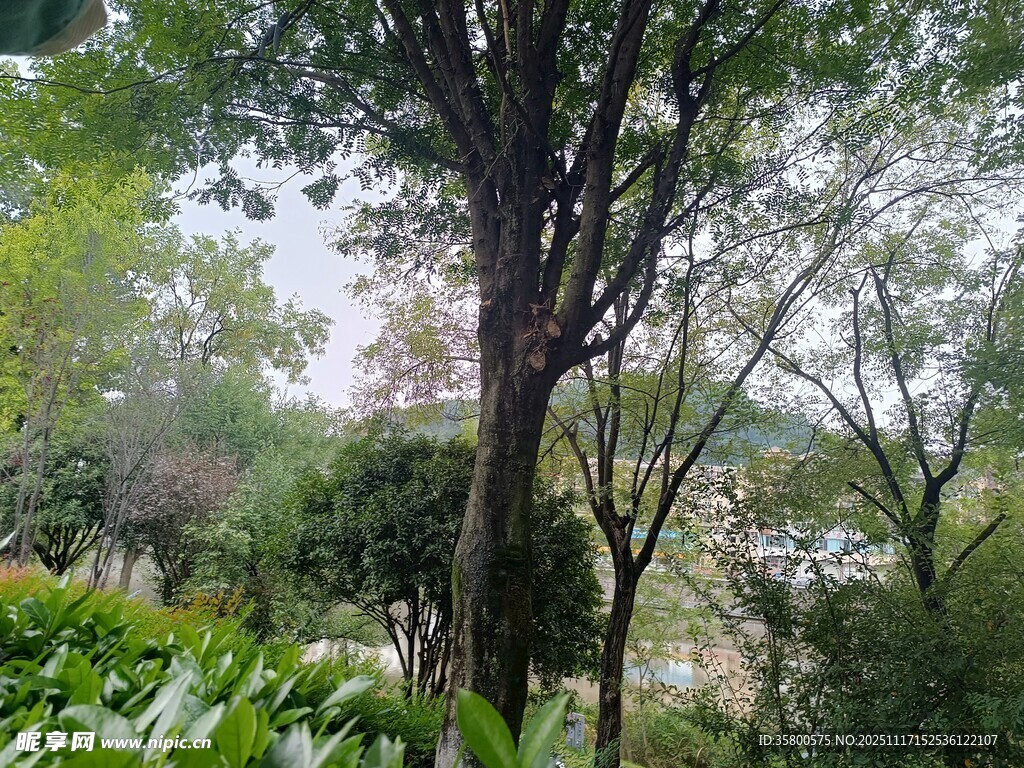林间绿意盎然的自然景致
