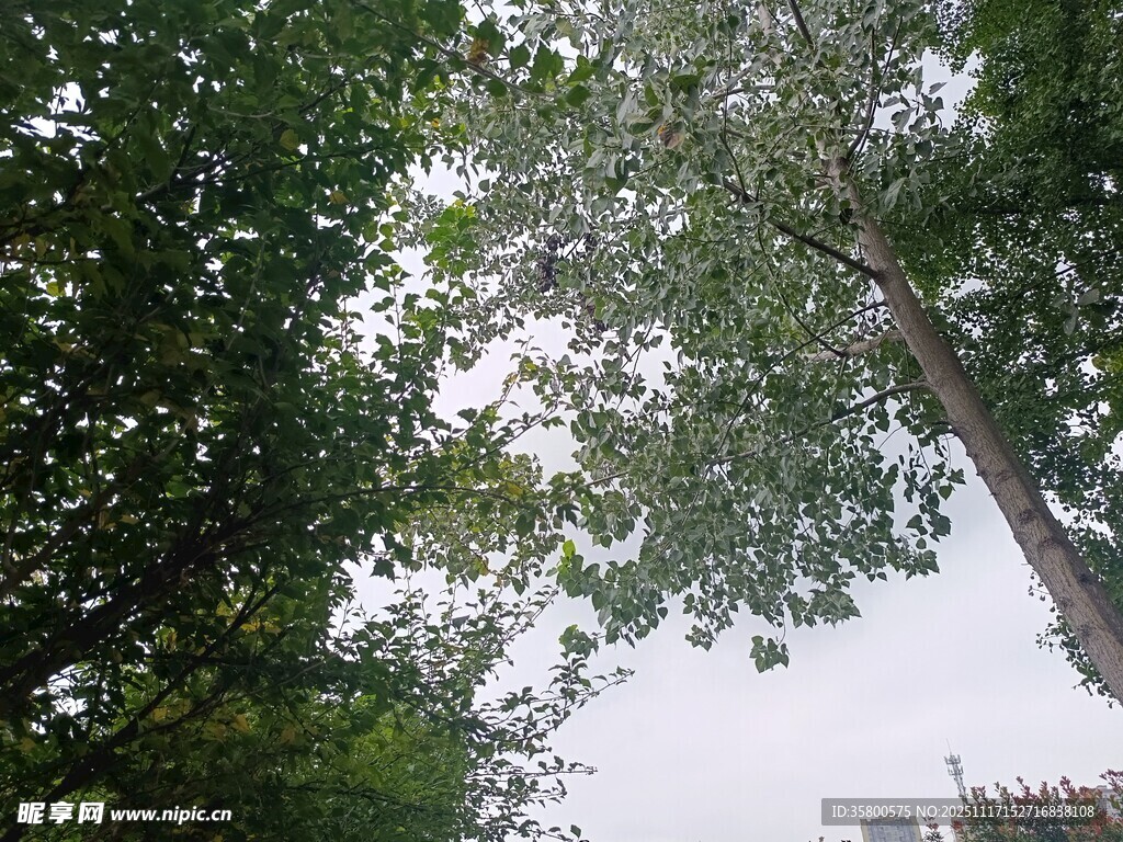 仰视茂密树林绿意盎然