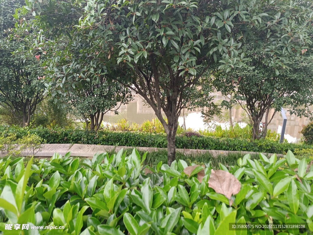 绿意盎然的园林植物景观