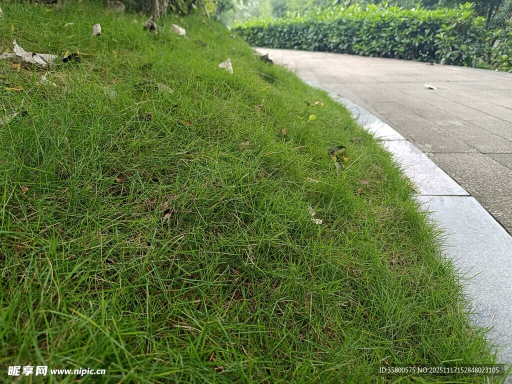 路边翠绿草地景观