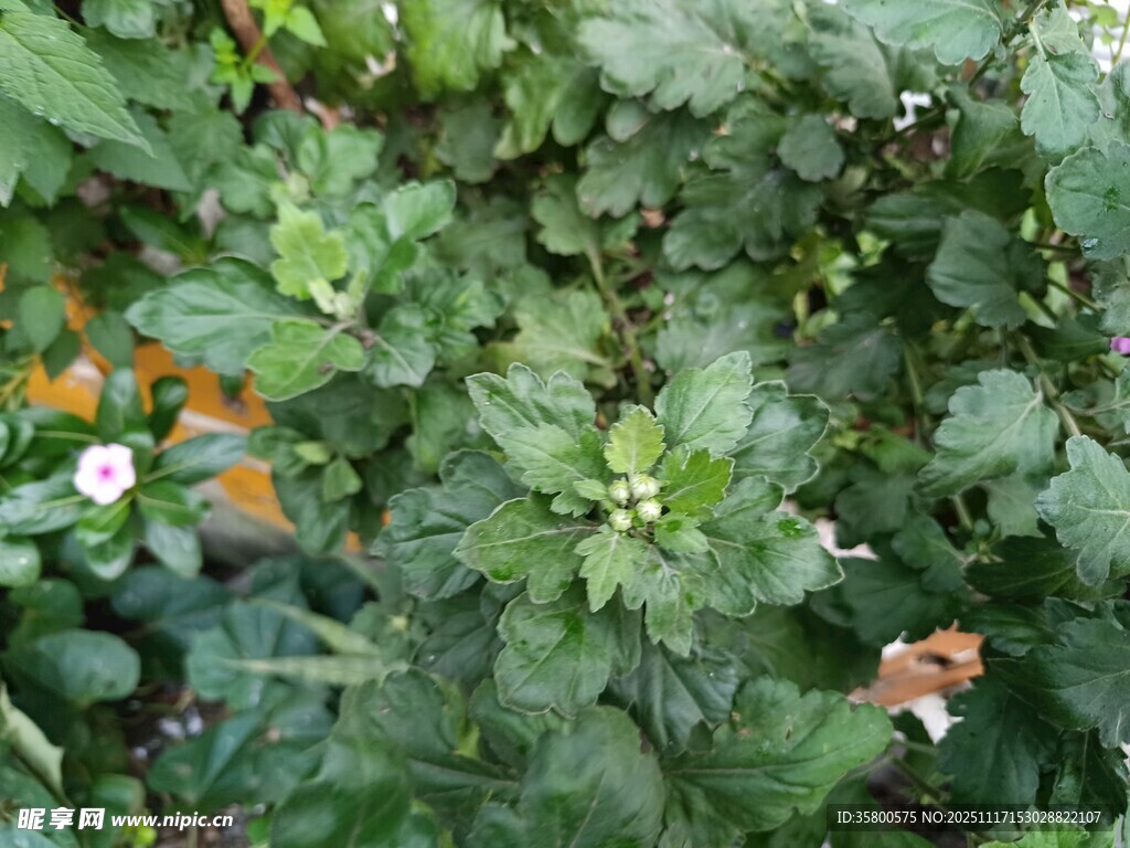 绿叶丛中的小鸟