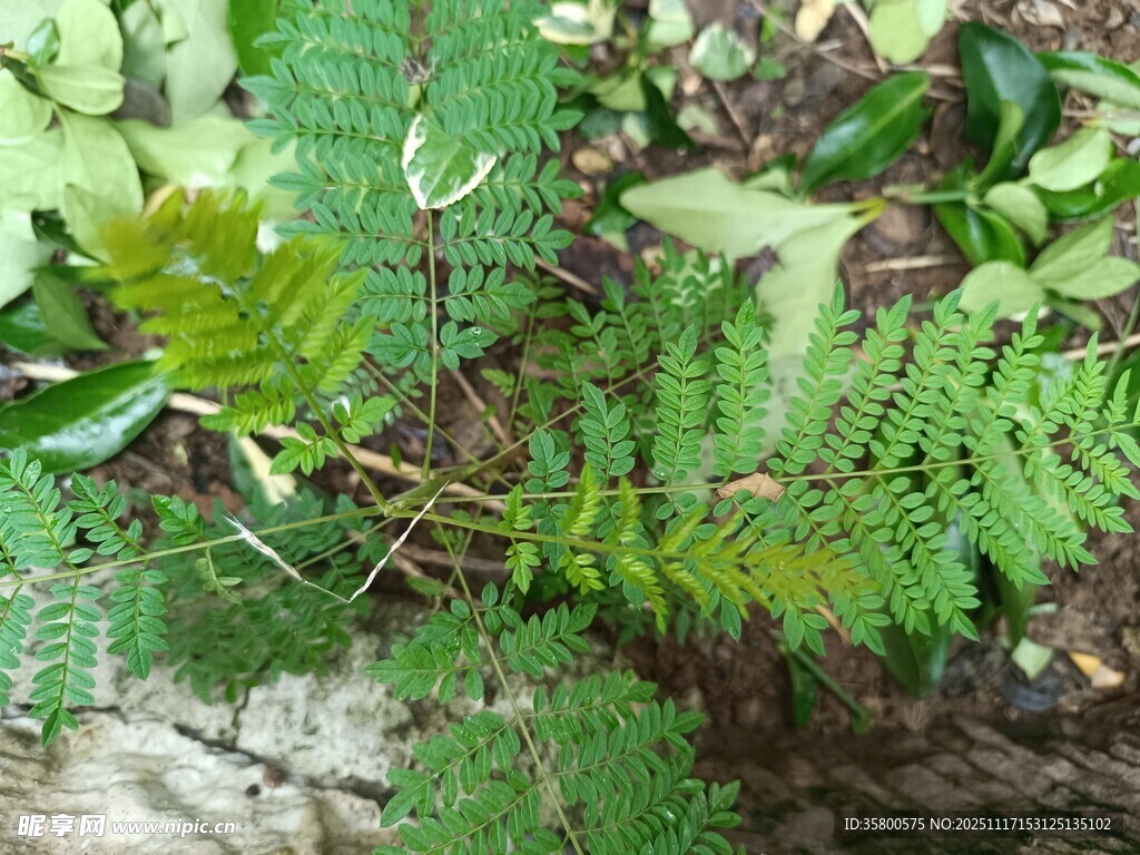翠绿蕨类植物特写