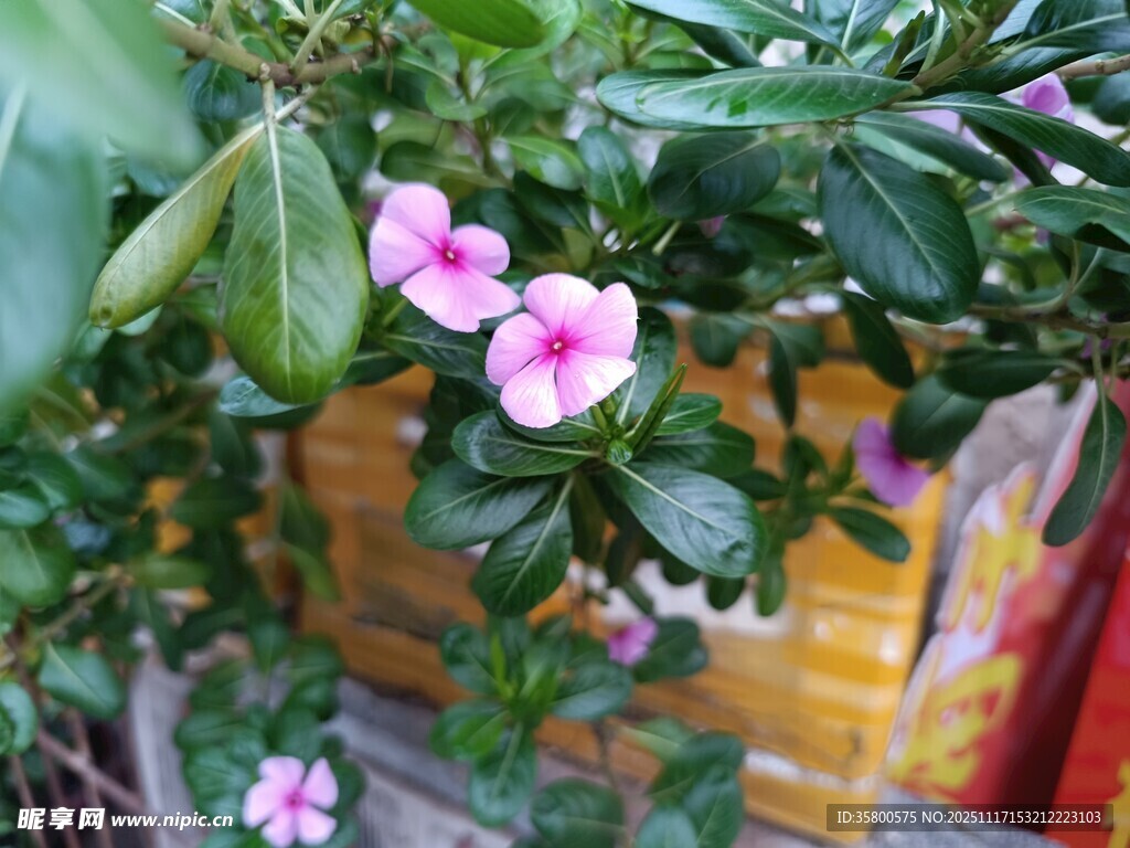 盆栽长春花绽放美丽花朵