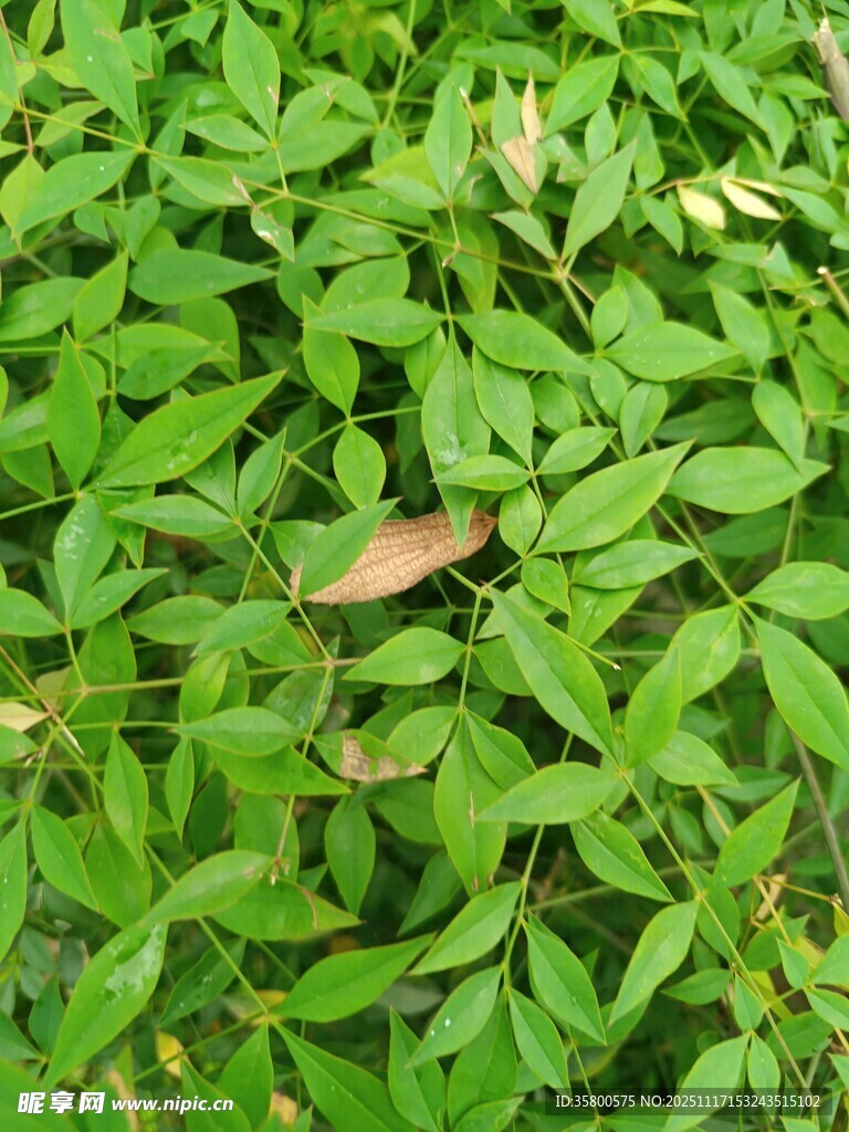 翠绿叶片间的一抹棕