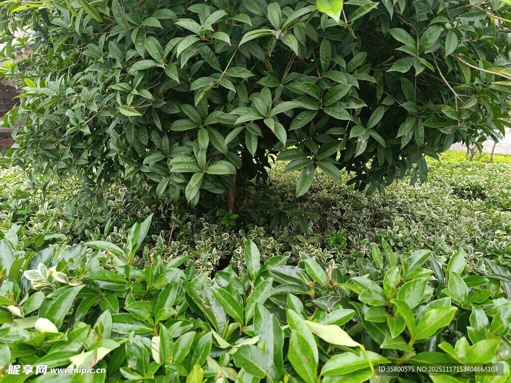 绿叶繁茂的树木与周边植被