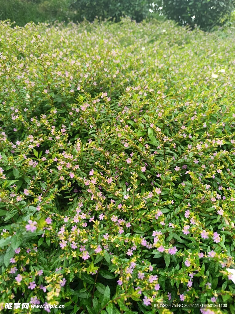 繁茂绿植花卉景观