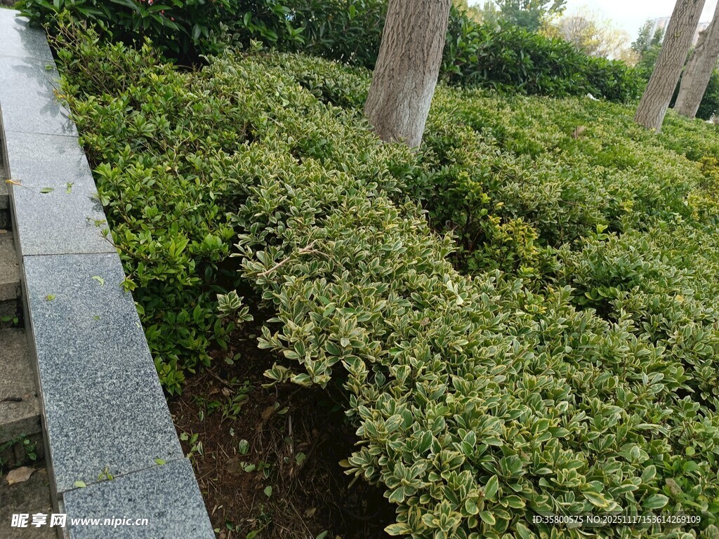 路边绿植景观