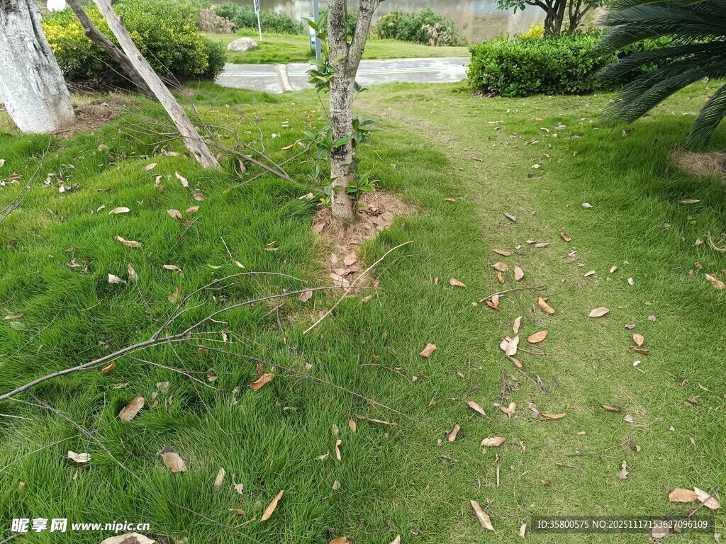 绿意盎然的小径