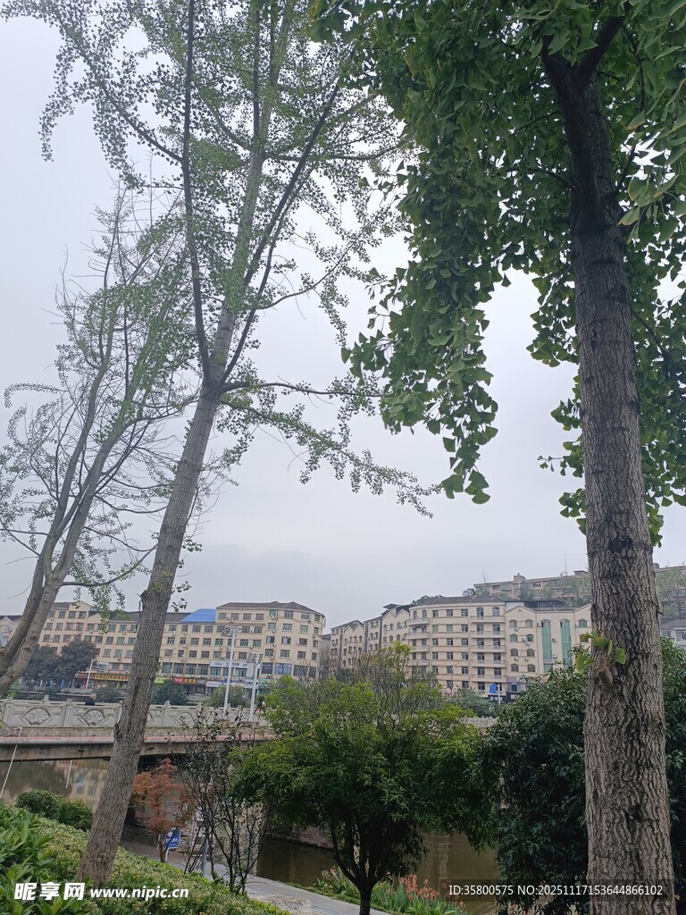 城市河畔绿树景观