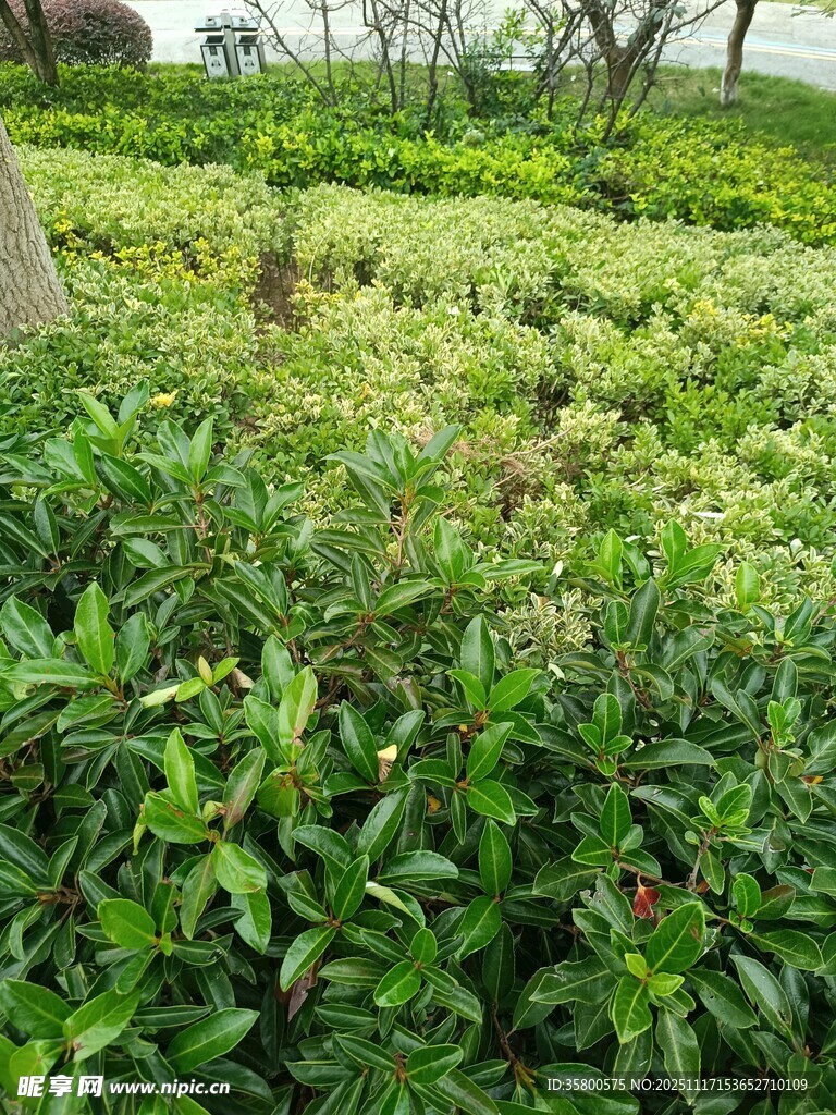 绿意盎然的植物景观