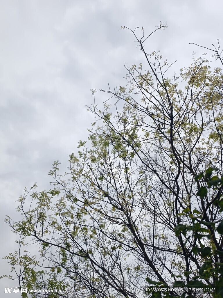 阴天中的树木枝叶