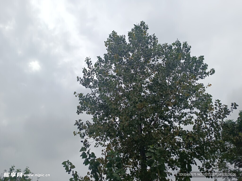 阴天中的茂盛树木