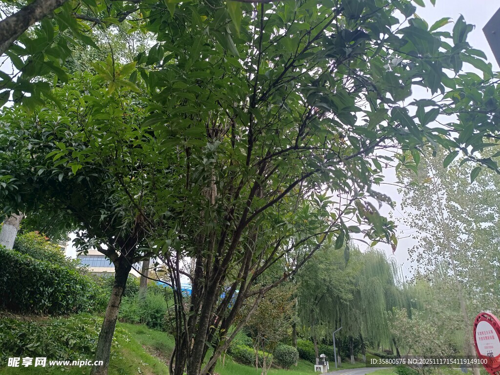 绿树成荫的户外景色