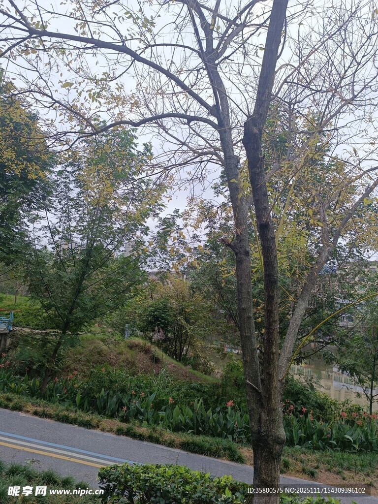 路边光秃树木与绿植景观