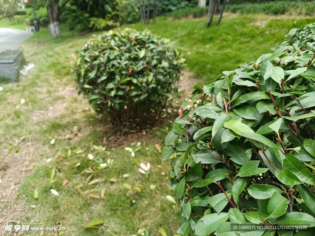 绿意盎然的园林灌木景观