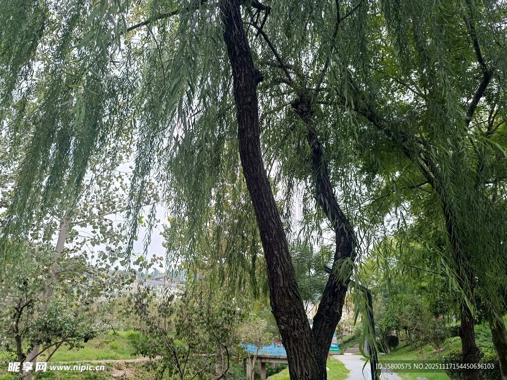 雨中垂柳下的静谧景致