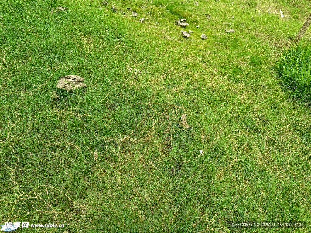 翠绿草地中的零星石块