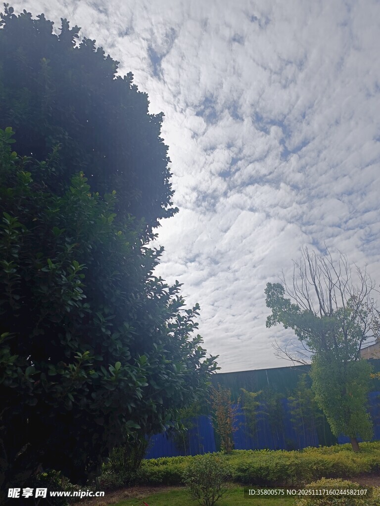 户外绿树蓝天景象