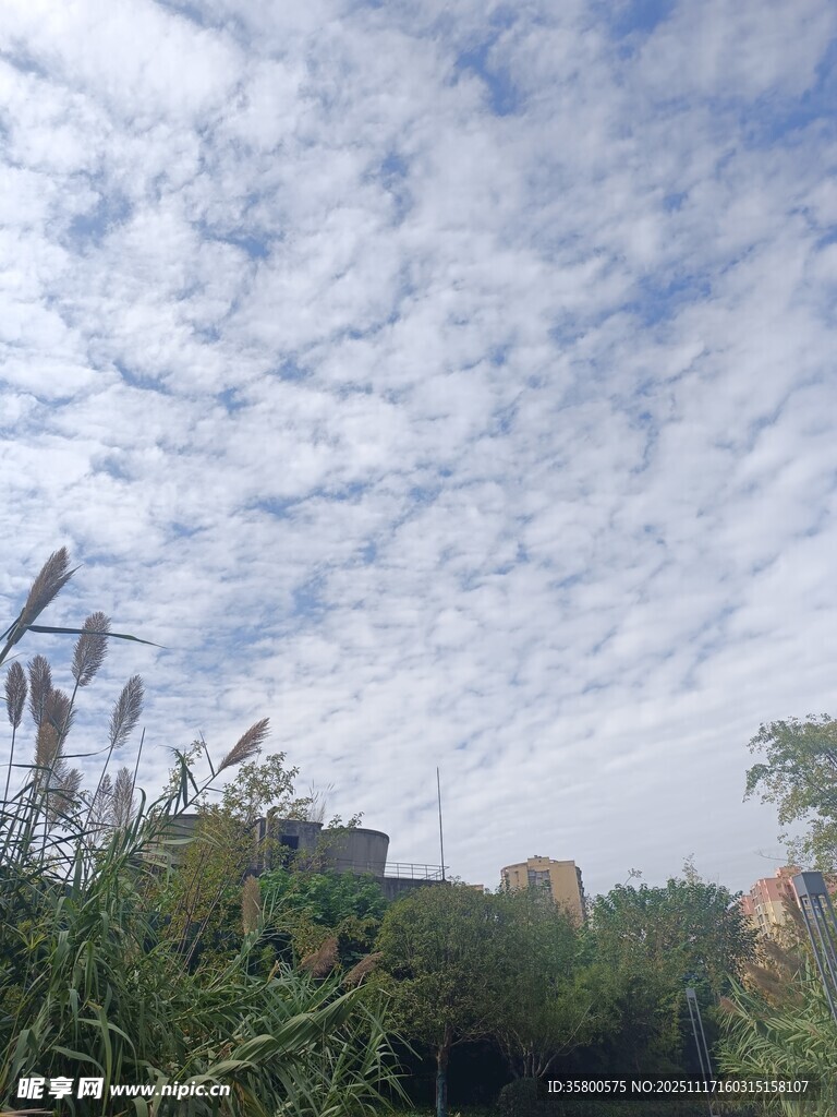 蓝天白云下的绿植景观