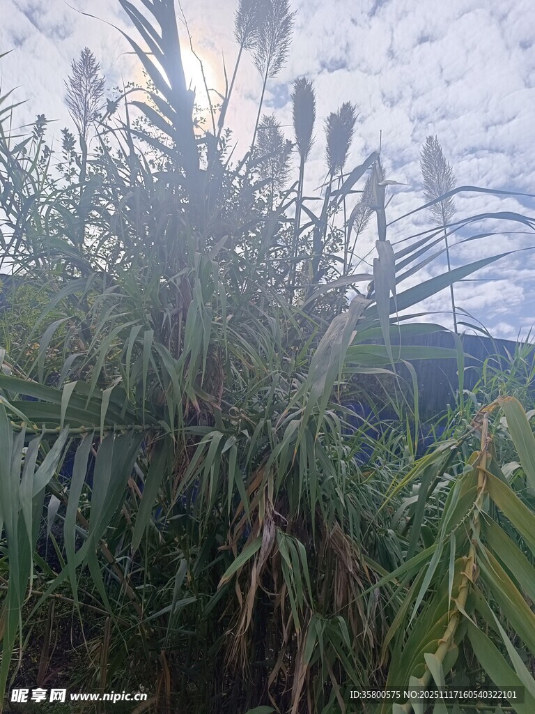 野外茂盛的芦苇植物景观
