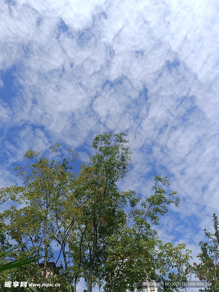 蓝天白云下的绿树风景