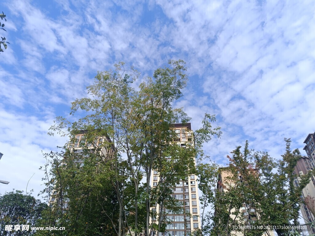 蓝天白云下的绿树与建筑