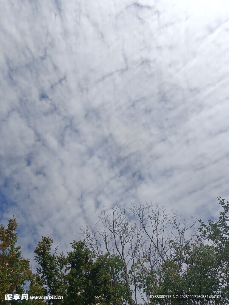 蓝天白云下的树梢风景