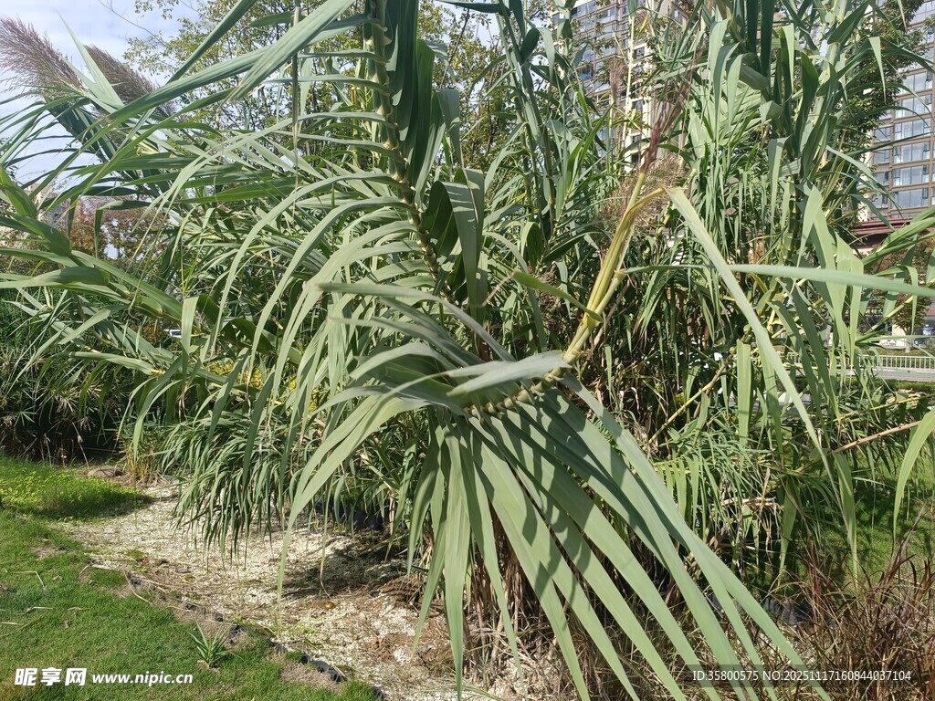 户外茂盛的芦苇植物景观