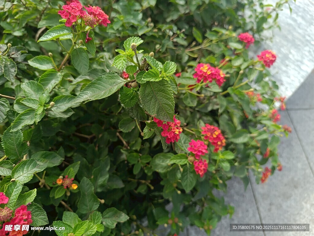 鲜艳红花绽放绿叶间