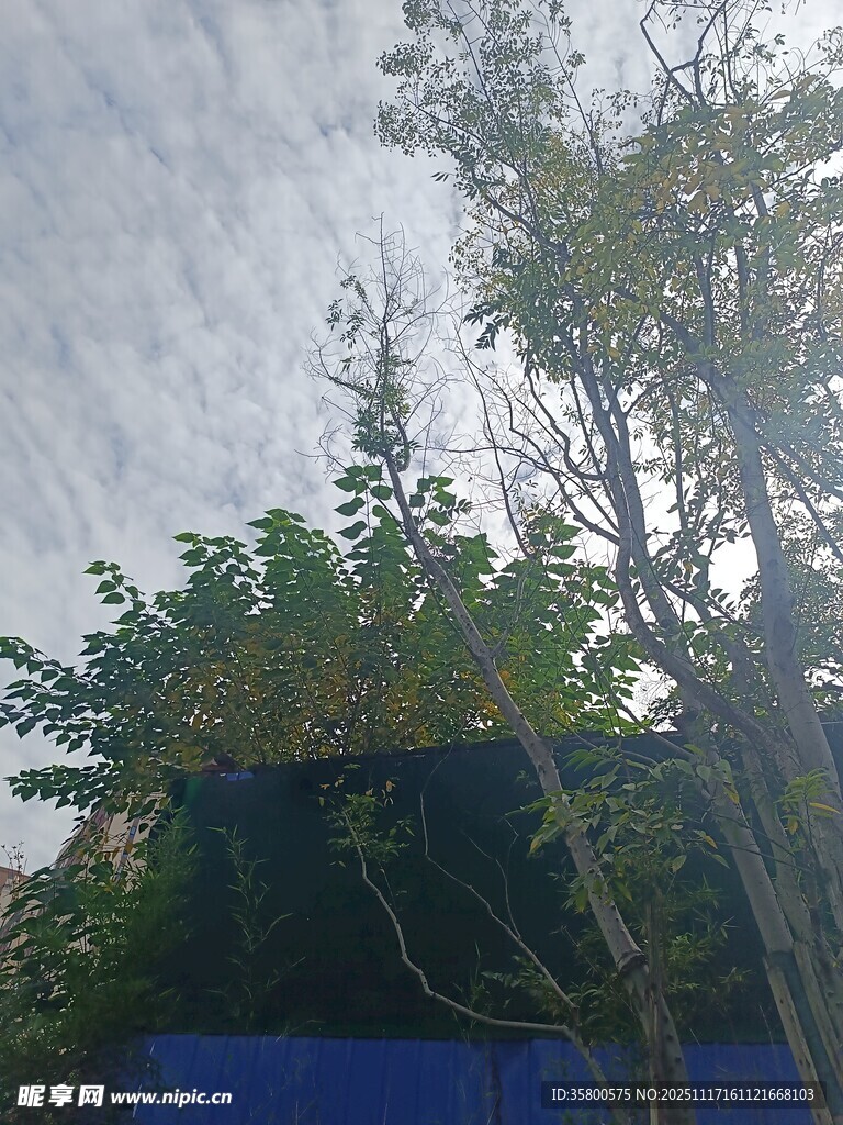 蓝顶建筑旁的绿树与天空