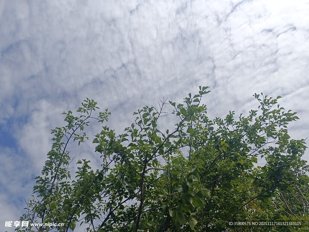 蓝天绿树间的清新景致