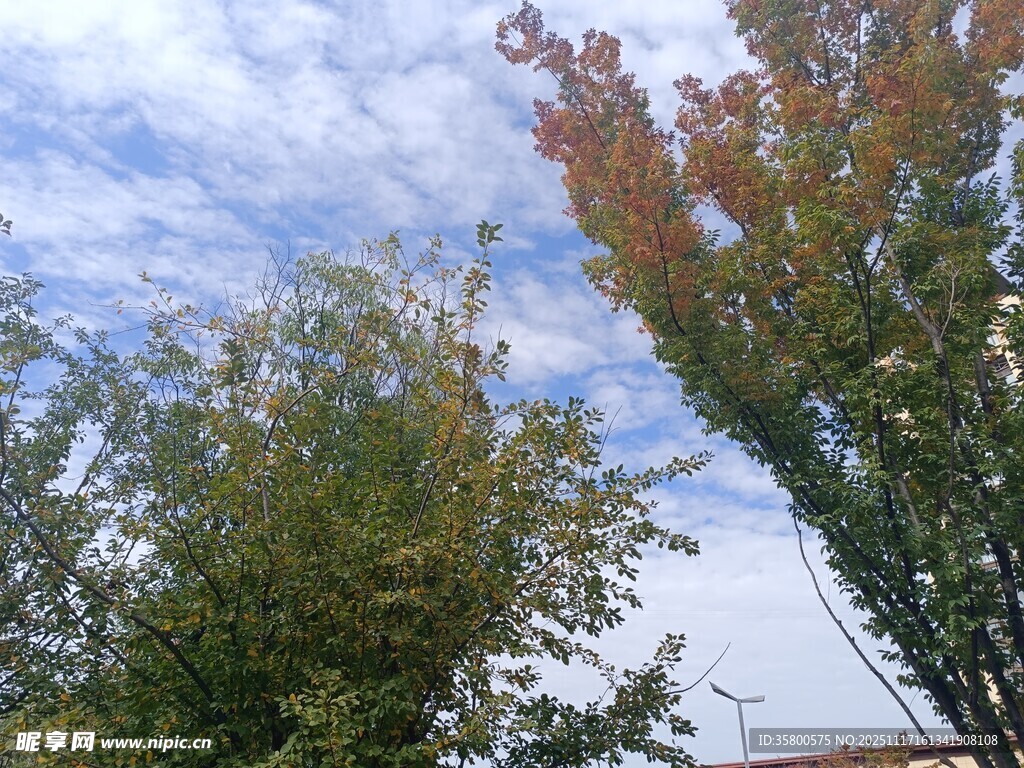 秋日树梢与蓝天白云